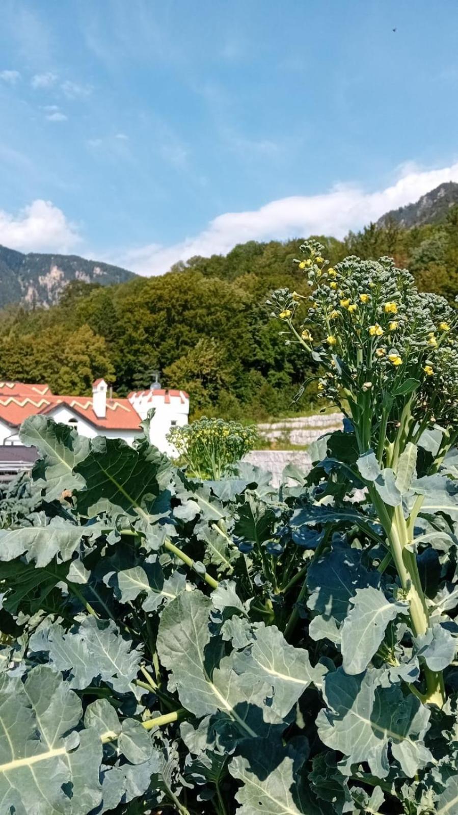 Waldschloessl Schneedoerfl Aparthotel Reichenau Exterior foto